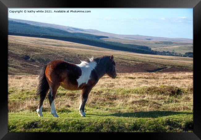 Dartmoor pony Framed Print by kathy white