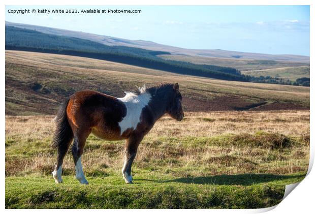 Dartmoor pony Print by kathy white