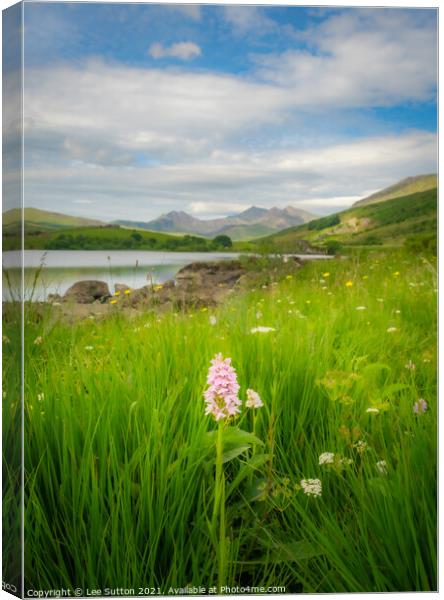 Snowdonia wild Orchid Canvas Print by Lee Sutton