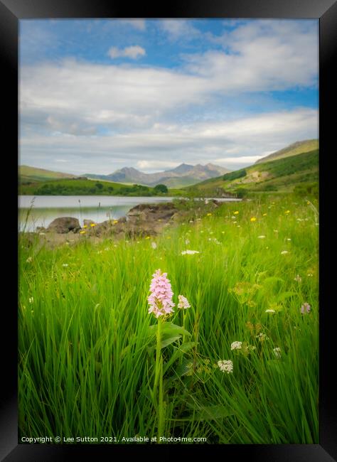 Snowdonia wild Orchid Framed Print by Lee Sutton