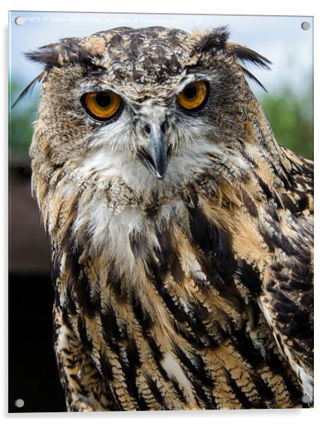 Eagle Owl European Acrylic by kathy white