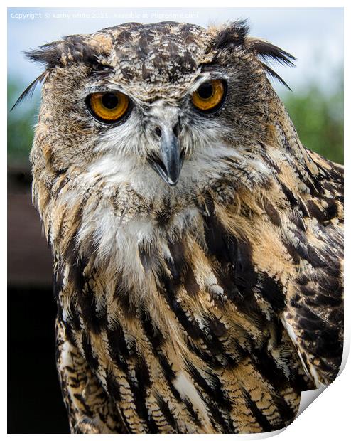 Eagle Owl European Print by kathy white