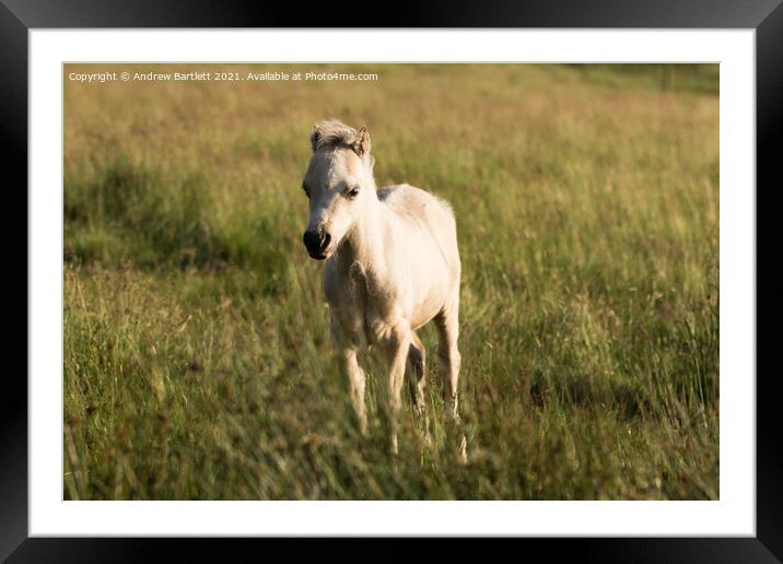 A Horse standing in a grassy field Framed Mounted Print by Andrew Bartlett