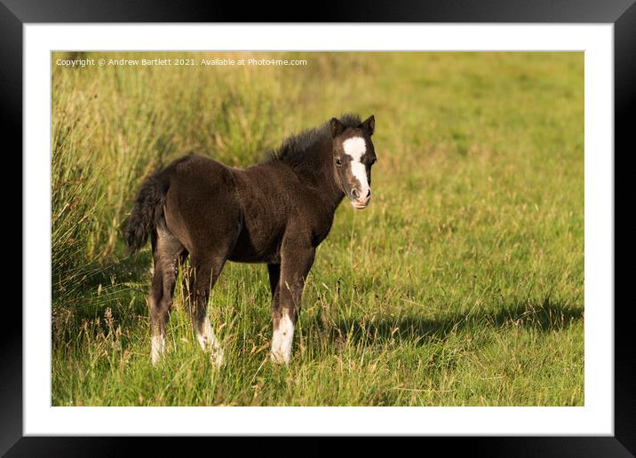 A brown horse standing on top of a lush green field Framed Mounted Print by Andrew Bartlett