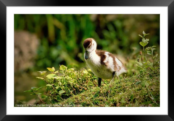 Cute Egyptian Gosling Framed Mounted Print by Simon Marlow