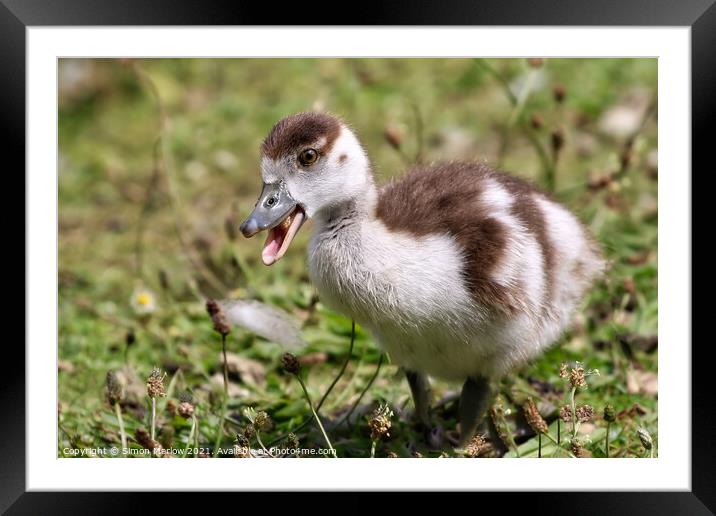Charming Egyptian Gosling Framed Mounted Print by Simon Marlow