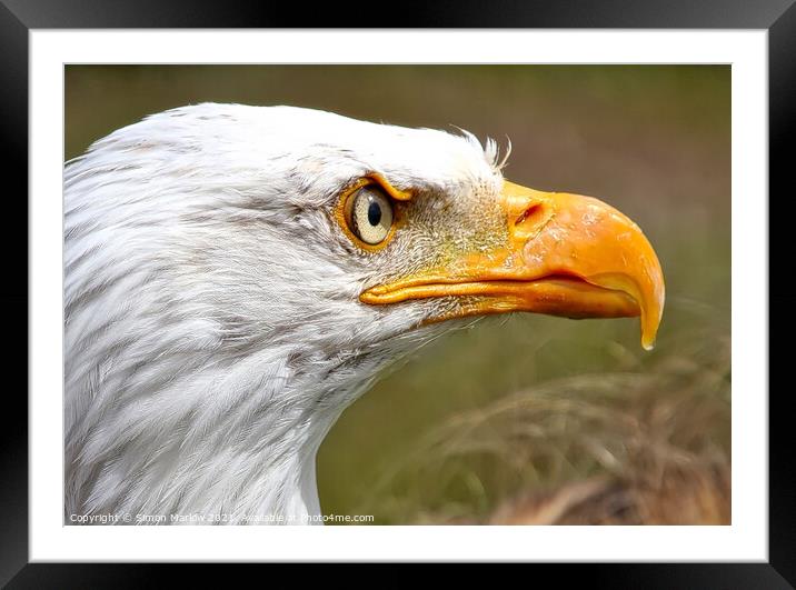 Stunning side portrait of an Eagle head Framed Mounted Print by Simon Marlow