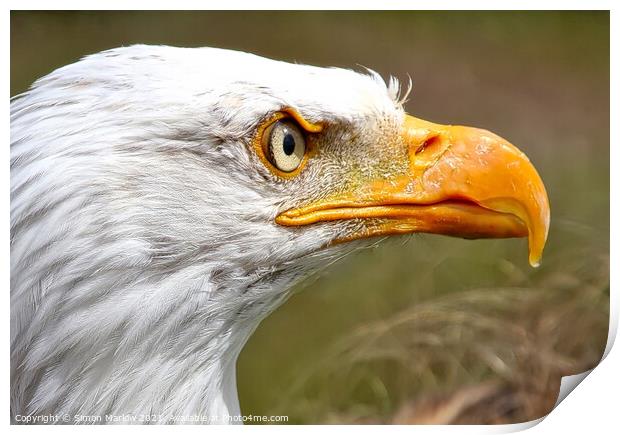 Stunning side portrait of an Eagle head Print by Simon Marlow