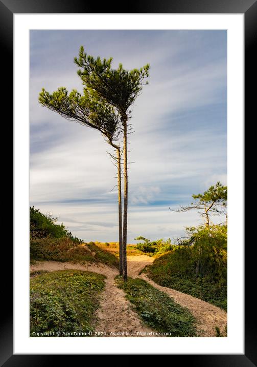 Beach Tree! Framed Mounted Print by Alan Dunnett