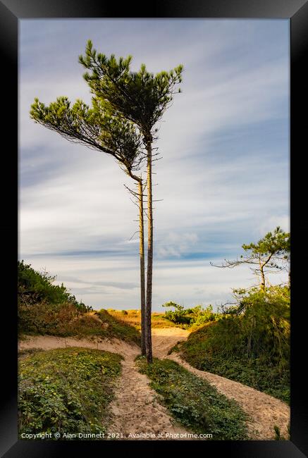 Beach Tree! Framed Print by Alan Dunnett