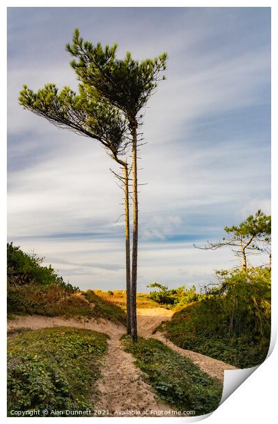 Beach Tree! Print by Alan Dunnett