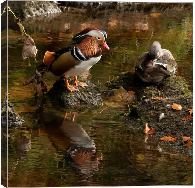 Mr and Mrs Mandarin Duck Canvas Print by Jonathan Thirkell