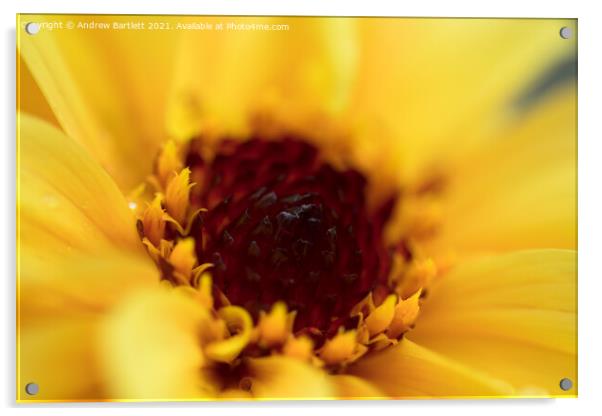 Dahlia flower macro Acrylic by Andrew Bartlett