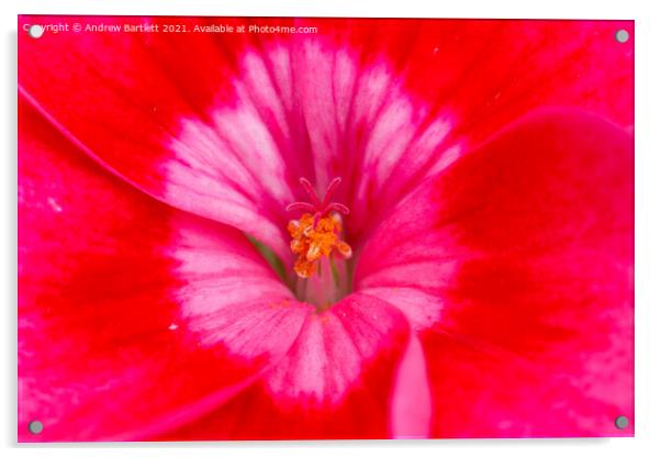 Geranium flower macro Acrylic by Andrew Bartlett