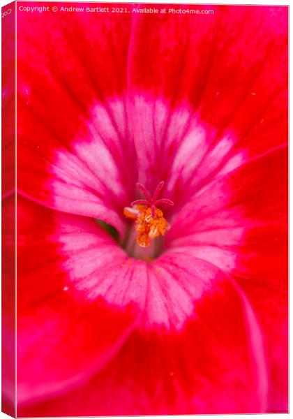 Geranium flower macro Canvas Print by Andrew Bartlett