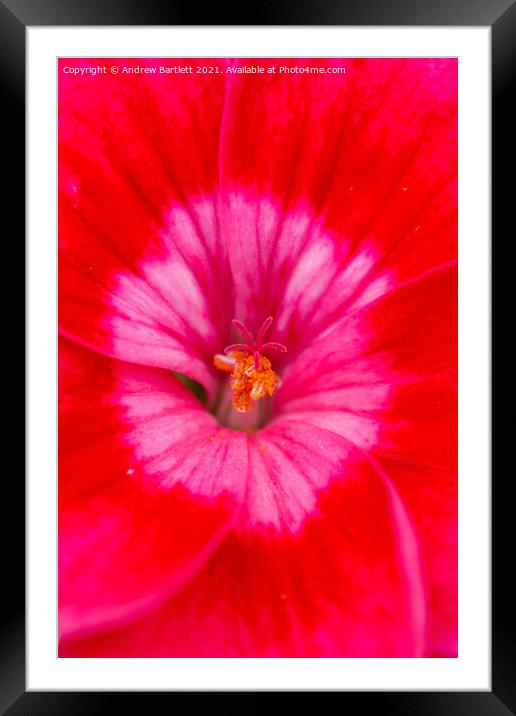 Geranium flower macro Framed Mounted Print by Andrew Bartlett