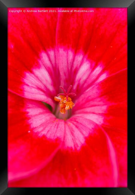Geranium flower macro Framed Print by Andrew Bartlett