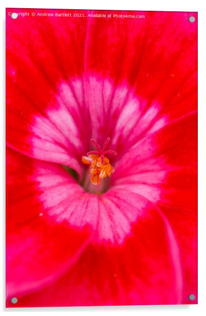 Geranium flower macro Acrylic by Andrew Bartlett