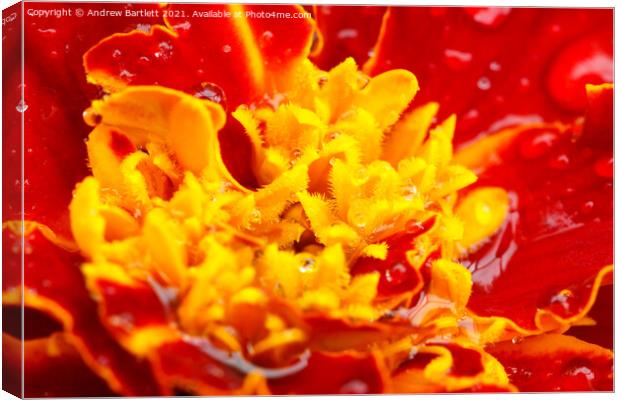 Marigold flower macro Canvas Print by Andrew Bartlett