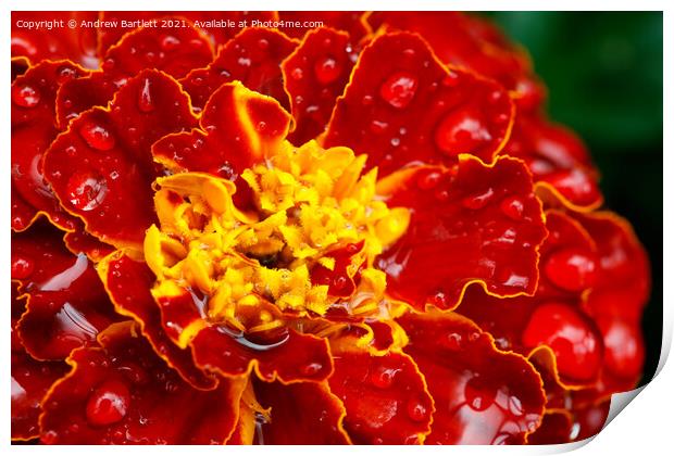 Marigold flower macro Print by Andrew Bartlett