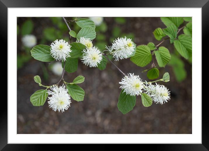 Fothergilla Major Mountain Witch Alder Flowers Framed Mounted Print by Artur Bogacki