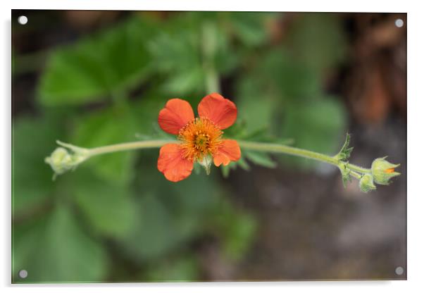 Geum Coccineum Red Avens Blooming Flower Acrylic by Artur Bogacki