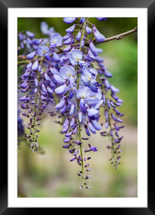 Chinese Wisteria Sinensis Blooming Flower Framed Mounted Print by Artur Bogacki