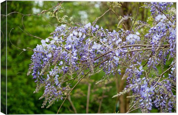 Chinese Wisteria Sinensis Blooming Flowers Canvas Print by Artur Bogacki