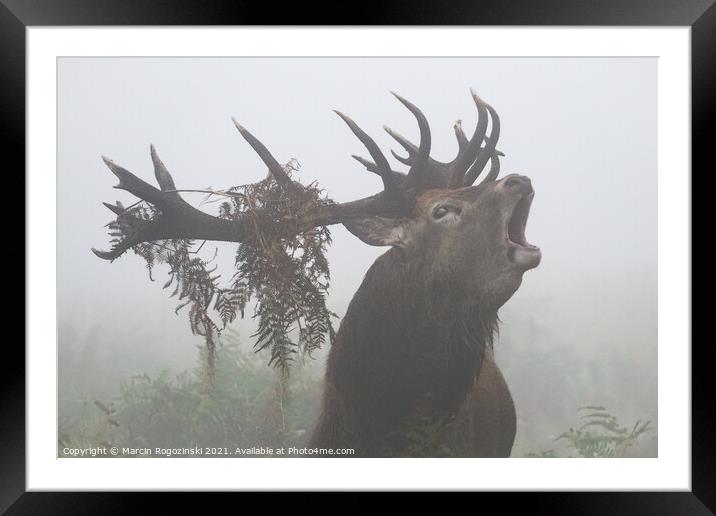 Deer stag roaring in dense fog Framed Mounted Print by Marcin Rogozinski