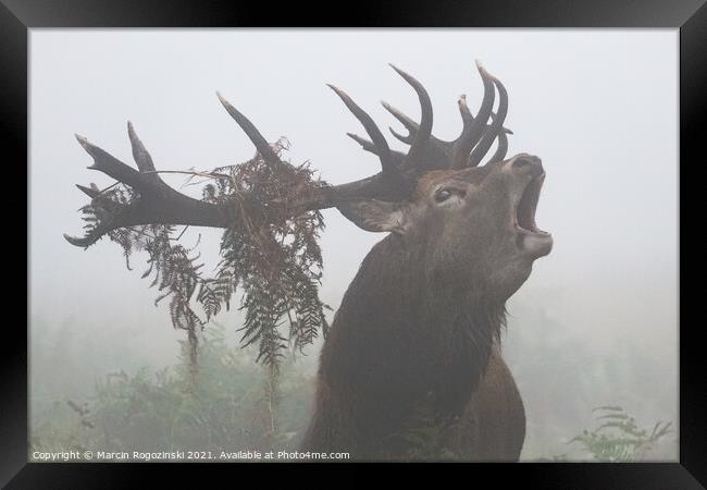 Deer stag roaring in dense fog Framed Print by Marcin Rogozinski