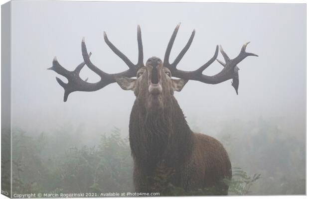 Deer with big antlers roaring in dense fog Canvas Print by Marcin Rogozinski