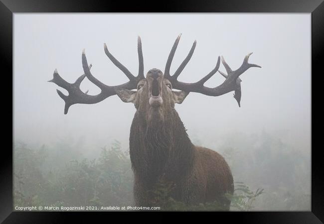 Deer with big antlers roaring in dense fog Framed Print by Marcin Rogozinski