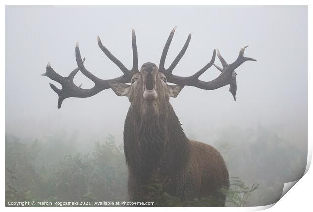 Deer with big antlers roaring in dense fog Print by Marcin Rogozinski