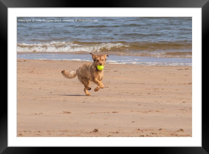 Terrier's Delightful Seaside Frolic Framed Mounted Print by Holly Burgess