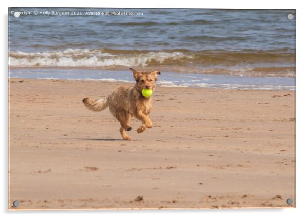 Terrier's Delightful Seaside Frolic Acrylic by Holly Burgess