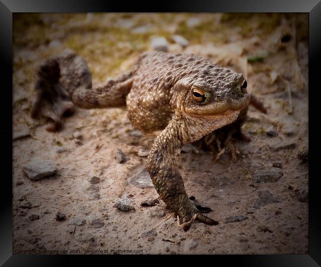 Toad in the road Framed Print by Angela Lee