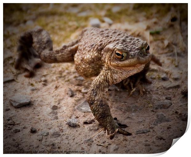 Toad in the road Print by Angela Lee