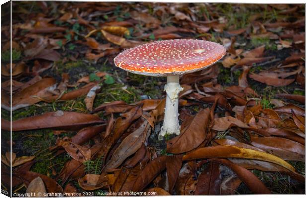 Fly agaric, Amanita muscaria, fruiting body Canvas Print by Graham Prentice