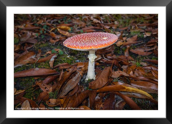 Fly agaric, Amanita muscaria, fruiting body Framed Mounted Print by Graham Prentice