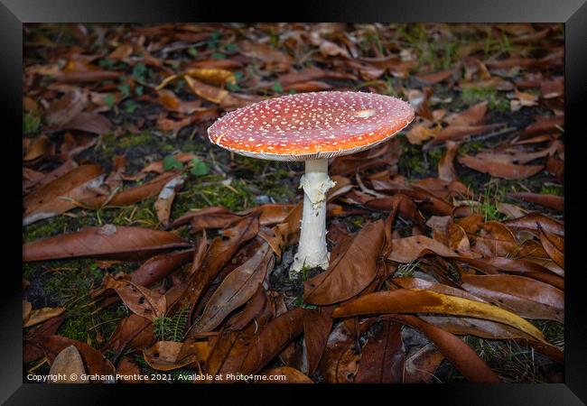 Fly agaric, Amanita muscaria, fruiting body Framed Print by Graham Prentice