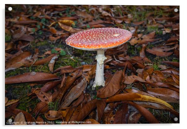 Fly agaric, Amanita muscaria, fruiting body Acrylic by Graham Prentice