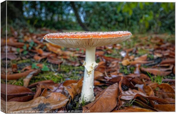Fly agaric, Amanita muscaria, fruiting body Canvas Print by Graham Prentice