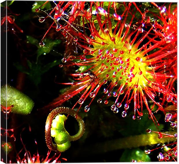 Sundew with Bud Canvas Print by val butcher