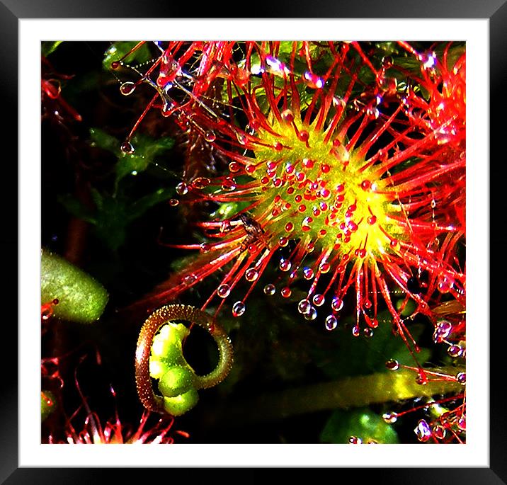 Sundew with Bud Framed Mounted Print by val butcher
