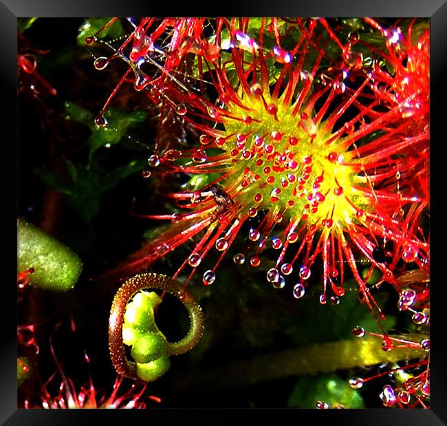 Sundew with Bud Framed Print by val butcher