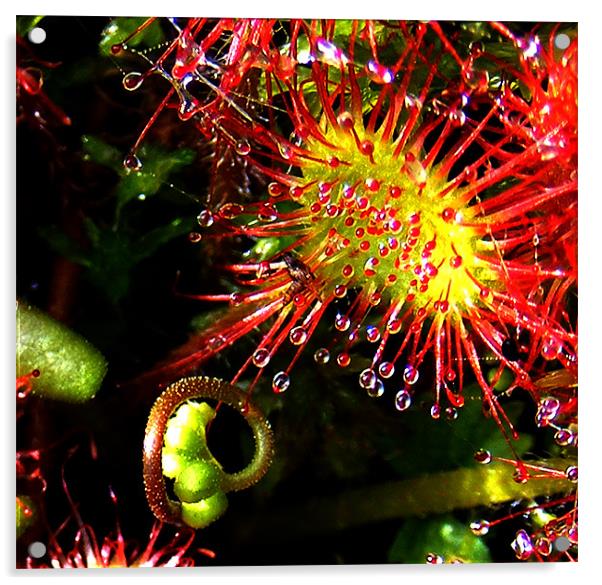 Sundew with Bud Acrylic by val butcher
