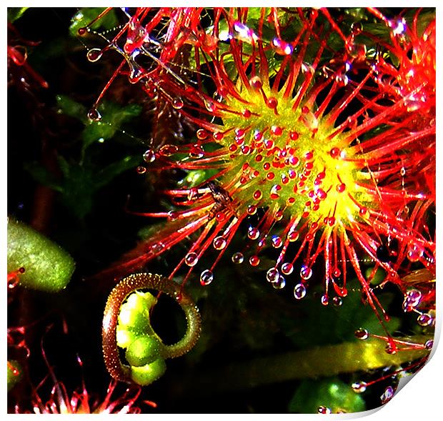 Sundew with Bud Print by val butcher