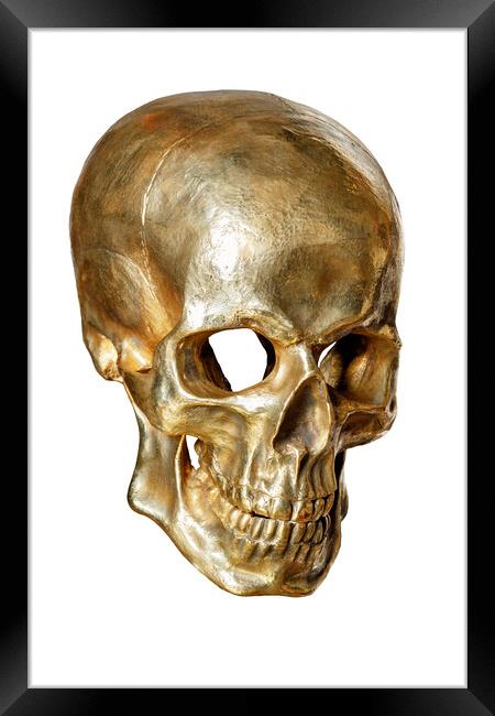 Human skull painted with gold paint isolated on white background. Framed Print by Sergii Petruk