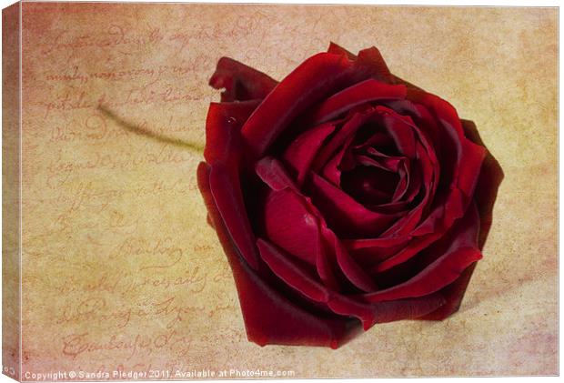 Papa Meilland...a red red rose... Canvas Print by Sandra Pledger