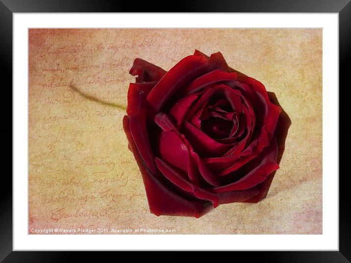 Papa Meilland...a red red rose... Framed Mounted Print by Sandra Pledger